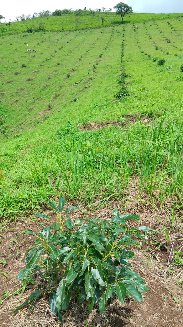 AVOCADOS' FARM FOR SALE AT NJOMBE